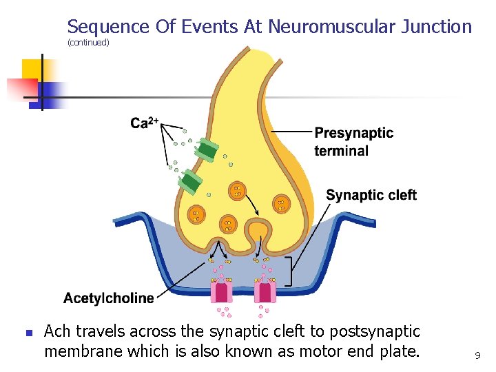 Sequence Of Events At Neuromuscular Junction (continued) n Ach travels across the synaptic cleft