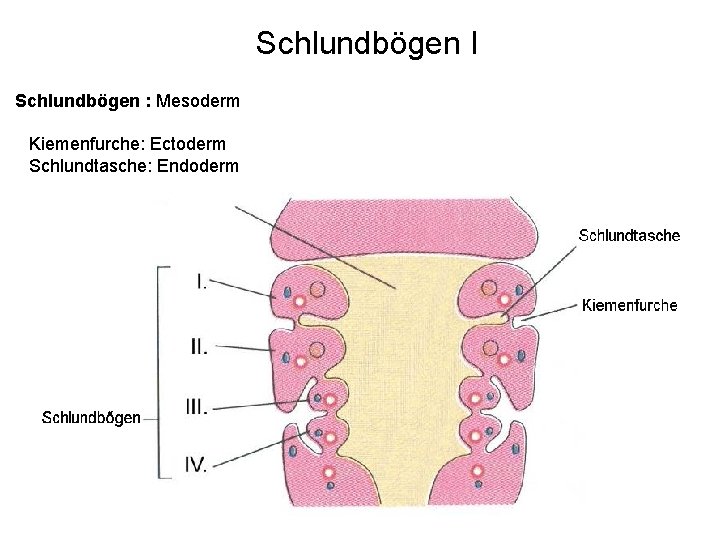 Schlundbögen I Schlundbögen : Mesoderm Kiemenfurche: Ectoderm Schlundtasche: Endoderm 
