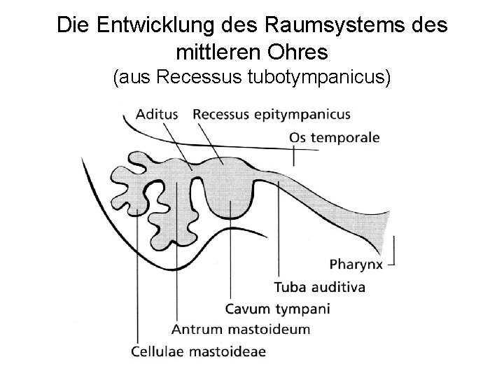Die Entwicklung des Raumsystems des mittleren Ohres (aus Recessus tubotympanicus) 