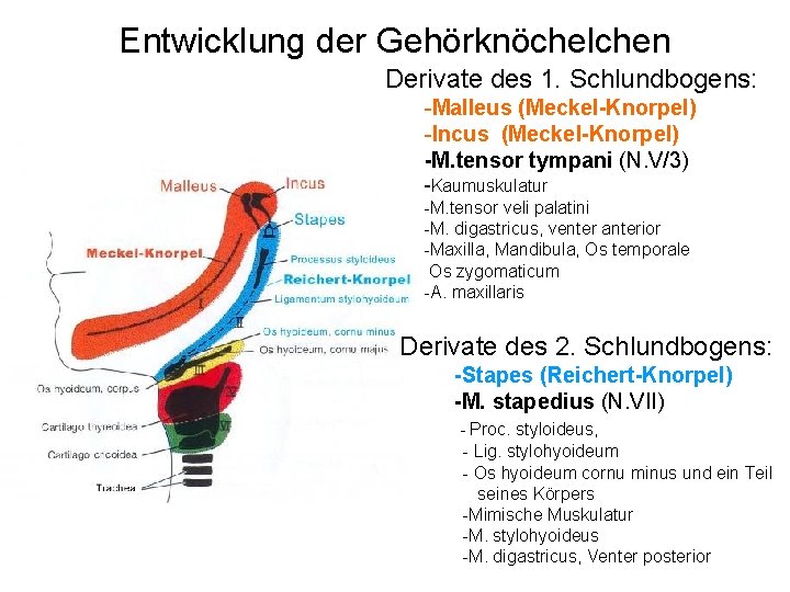 Entwicklung der Gehörknöchelchen Derivate des 1. Schlundbogens: -Malleus (Meckel-Knorpel) -Incus (Meckel-Knorpel) -M. tensor tympani