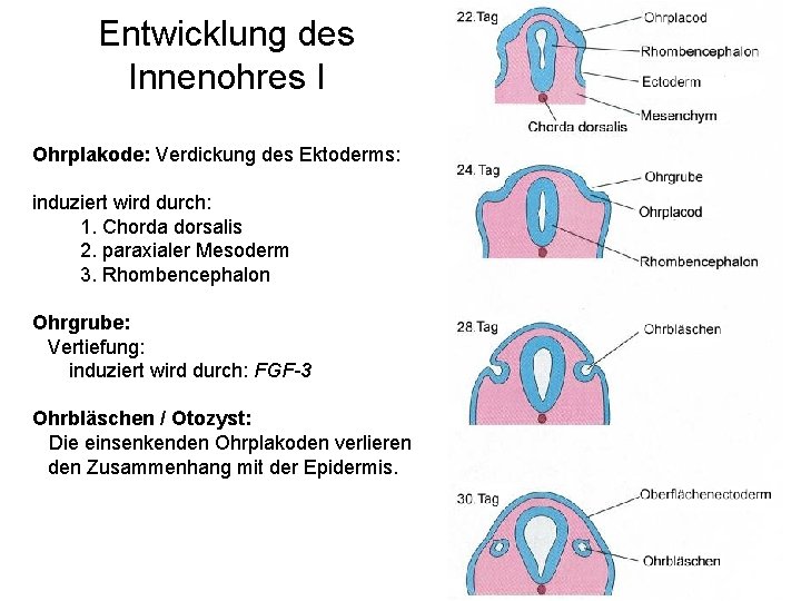 Entwicklung des Innenohres I Ohrplakode: Verdickung des Ektoderms: induziert wird durch: 1. Chorda dorsalis