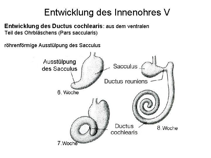 Entwicklung des Innenohres V Entwicklung des Ductus cochlearis: aus dem ventralen Teil des Ohrbläschens