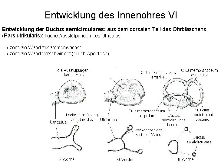 Entwicklung des Innenohres VI Entwicklung der Ductus semicirculares: aus dem dorsalen Teil des Ohrbläschens