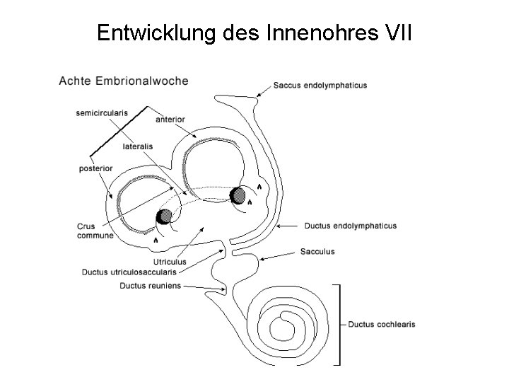 Entwicklung des Innenohres VII 