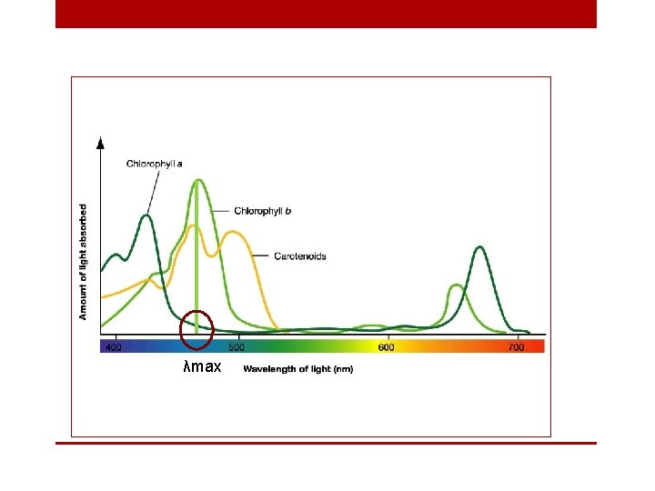 λmax 