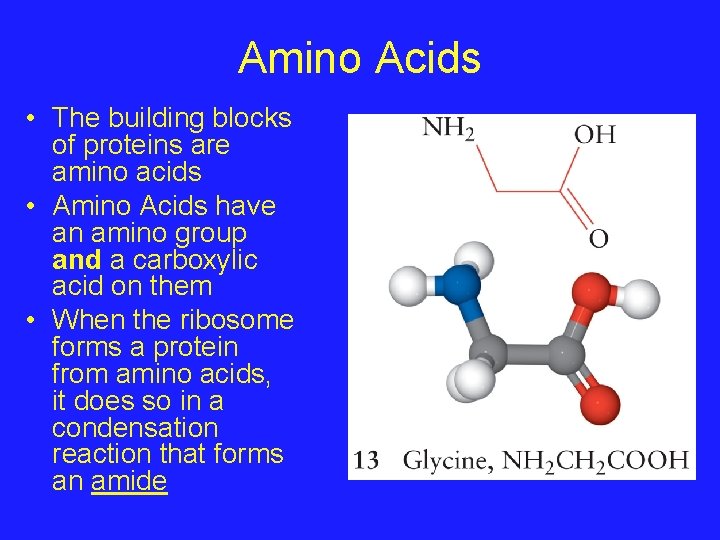 Amino Acids • The building blocks of proteins are amino acids • Amino Acids