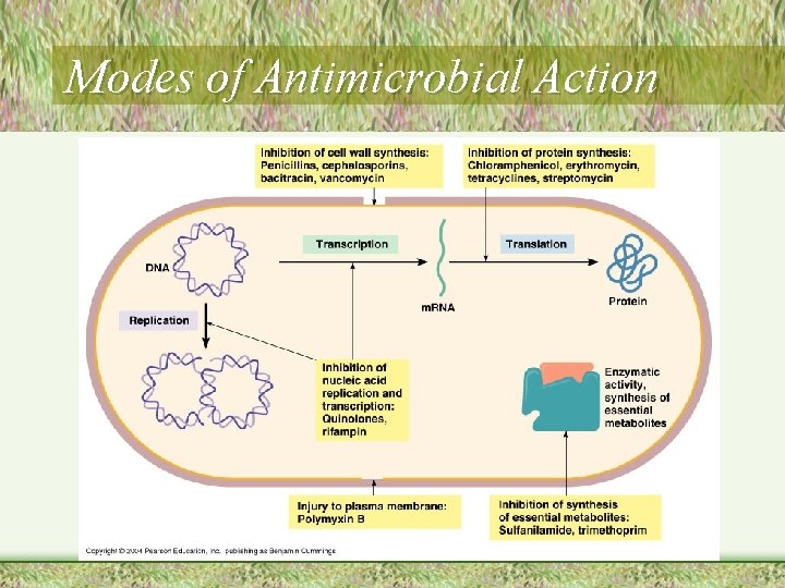 Modes of Antimicrobial Action 