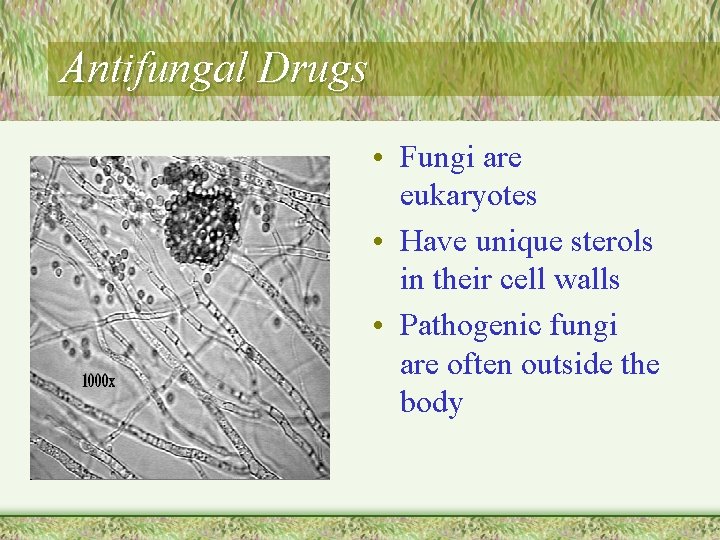 Antifungal Drugs • Fungi are eukaryotes • Have unique sterols in their cell walls
