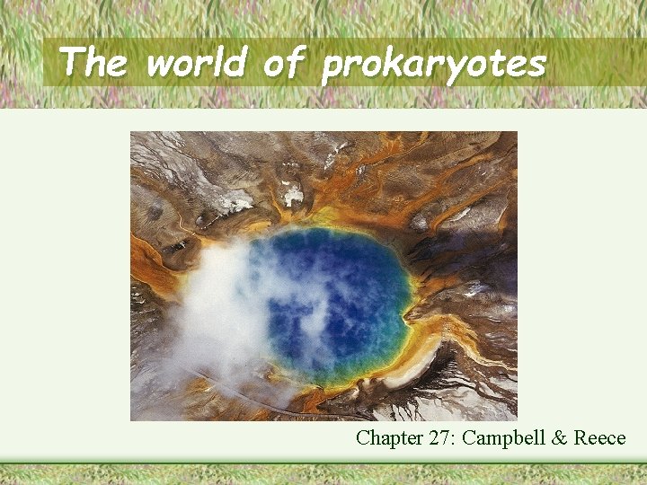 The world of prokaryotes Chapter 27: Campbell & Reece 