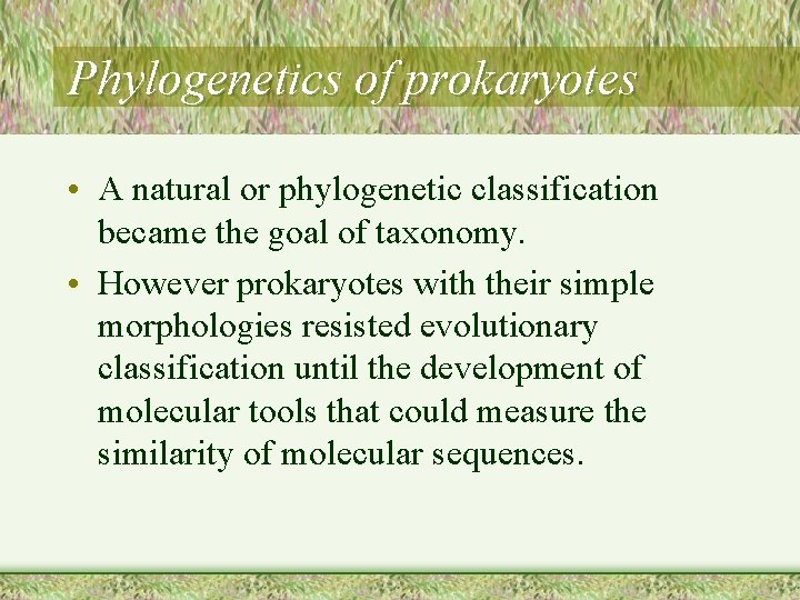 Phylogenetics of prokaryotes • A natural or phylogenetic classification became the goal of taxonomy.