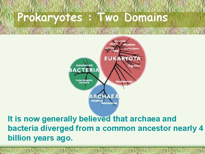 Prokaryotes : Two Domains It is now generally believed that archaea and bacteria diverged
