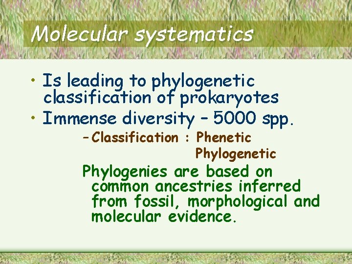Molecular systematics • Is leading to phylogenetic classification of prokaryotes • Immense diversity –