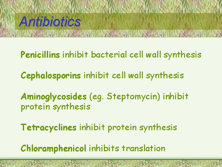Antibiotics Penicillins inhibit bacterial cell wall synthesis Cephalosporins inhibit cell wall synthesis Aminoglycosides (eg.