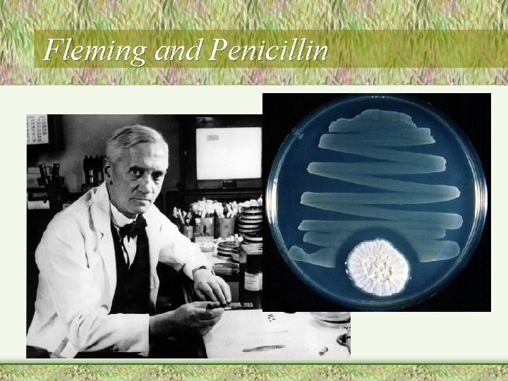 Fleming and Penicillin 