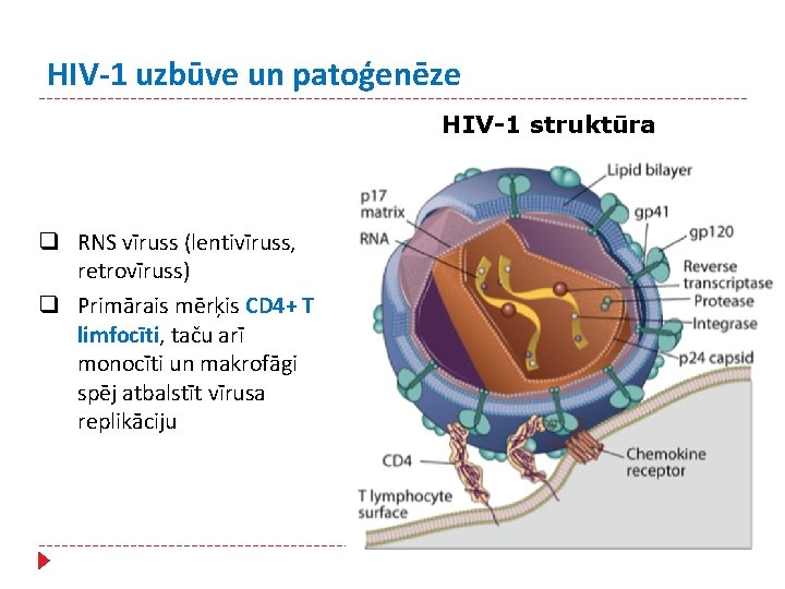 HIV-1 uzbūve un patoģenēze HIV-1 struktūra q RNS vīruss (lentivīruss, retrovīruss) q Primārais mērķis