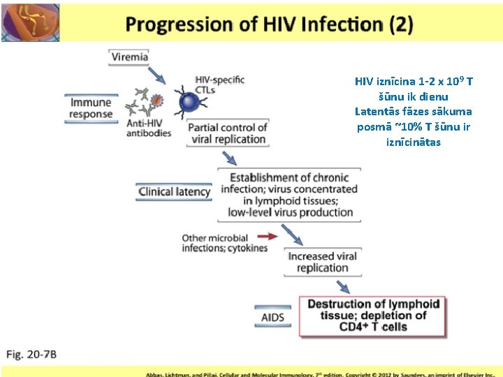 HIV iznīcina 1 -2 x 109 T šūnu ik dienu Latentās fāzes sākuma posmā