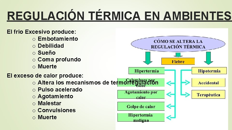 REGULACIÓN TÉRMICA EN AMBIENTES El frio Excesivo produce: o Embotamiento o Debilidad o Sueño