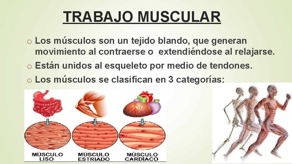 TRABAJO MUSCULAR o Los músculos son un tejido blando, que generan movimiento al contraerse
