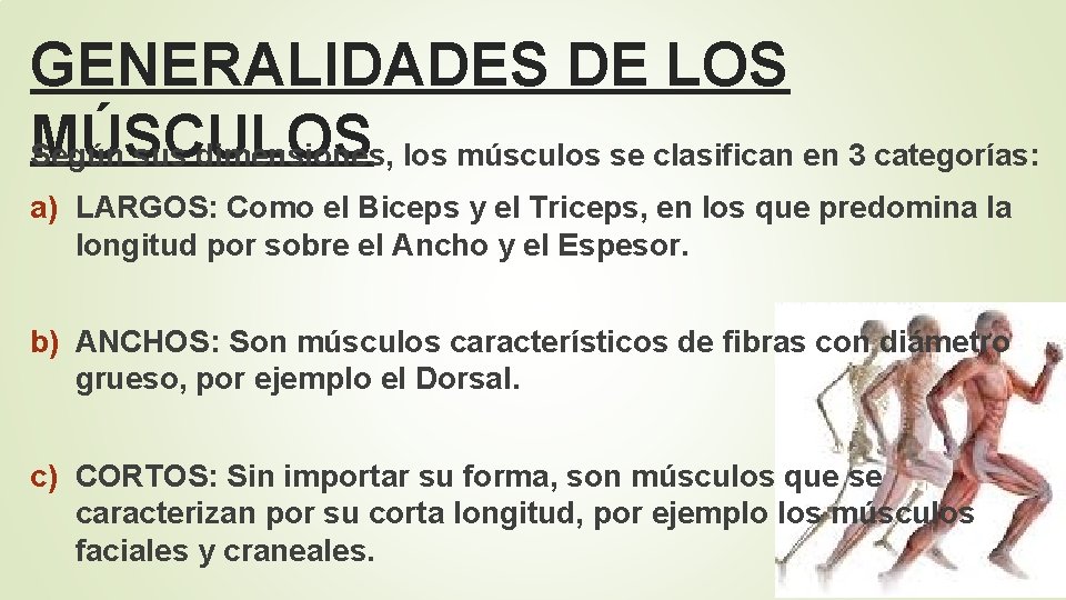 GENERALIDADES DE LOS MÚSCULOS Según sus dimensiones, los músculos se clasifican en 3 categorías: