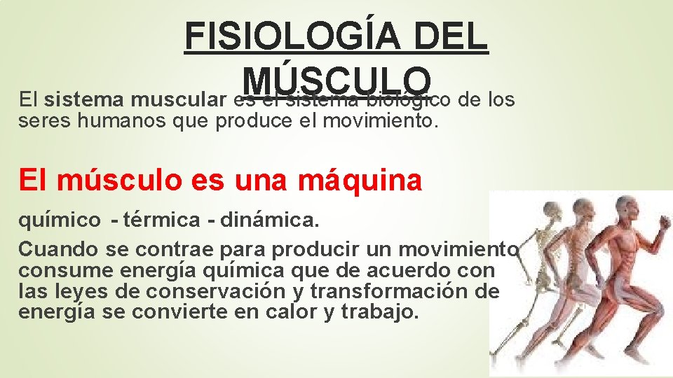 FISIOLOGÍA DEL MÚSCULO El sistema muscular es el sistema biológico de los seres humanos