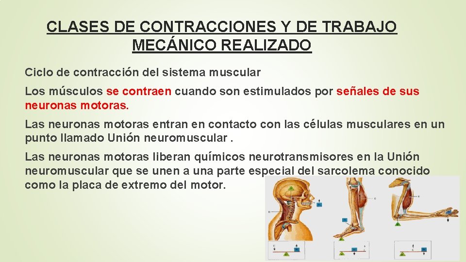 CLASES DE CONTRACCIONES Y DE TRABAJO MECÁNICO REALIZADO Ciclo de contracción del sistema muscular