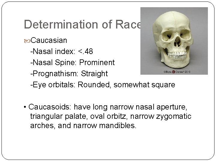 Determination of Race Caucasian -Nasal index: <. 48 -Nasal Spine: Prominent -Prognathism: Straight -Eye