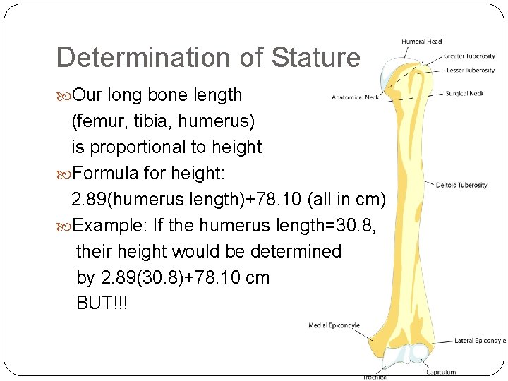 Determination of Stature Our long bone length (femur, tibia, humerus) is proportional to height Determination of Stature Our long bone length (femur, tibia, humerus) is proportional to height