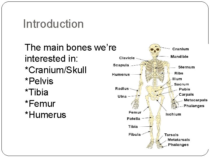 Introduction The main bones we’re interested in: *Cranium/Skull *Pelvis *Tibia *Femur *Humerus Introduction The main bones we’re interested in: *Cranium/Skull *Pelvis *Tibia *Femur *Humerus