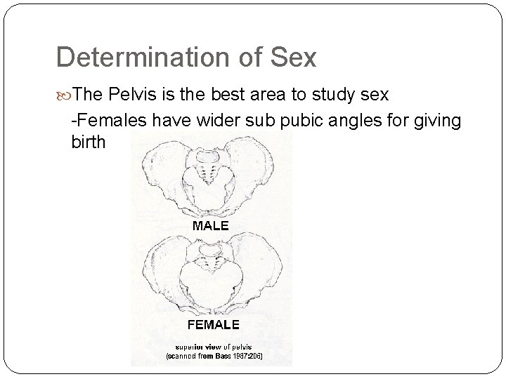 Determination of Sex The Pelvis is the best area to study sex -Females have