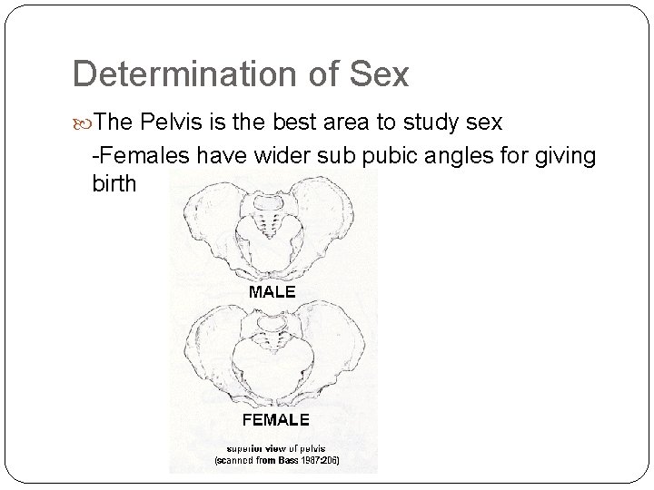 Determination of Sex The Pelvis is the best area to study sex -Females have Determination of Sex The Pelvis is the best area to study sex -Females have