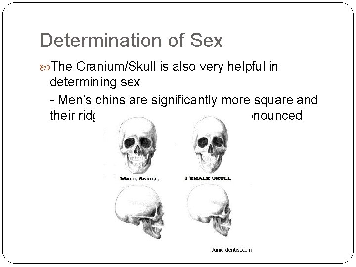 Determination of Sex The Cranium/Skull is also very helpful in determining sex - Men’s