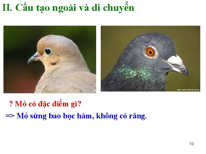 II. Cấu tạo ngoài và di chuyển ? Mỏ có đặc điểm gì? =>