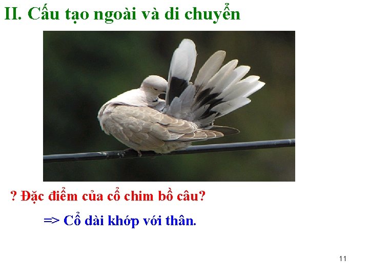 II. Cấu tạo ngoài và di chuyển ? Đặc điểm của cổ chim bồ