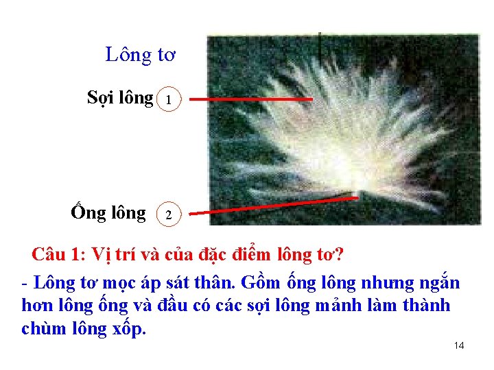Lông tơ Sợi lông Ống lông 1 2 Câu 1: Vị trí và của