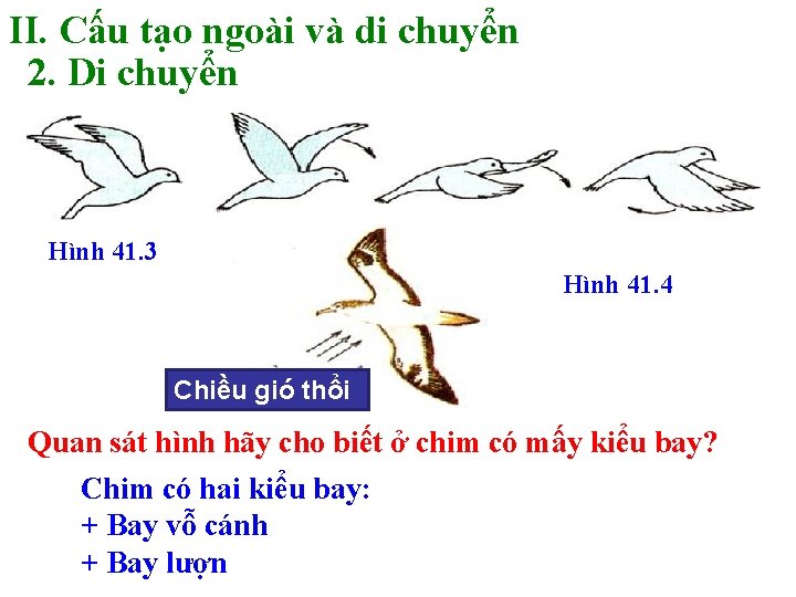 II. Cấu tạo ngoài và di chuyển 2. Di chuyển Hình 41. 3 Hình