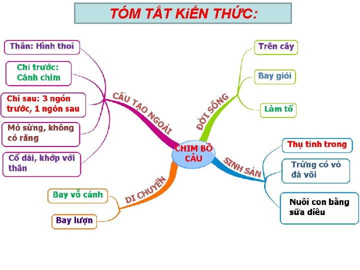 TIẾT 44: LỚP CHIM-CHIM BỒ C U TÓM TẮT KiẾN THỨC: 