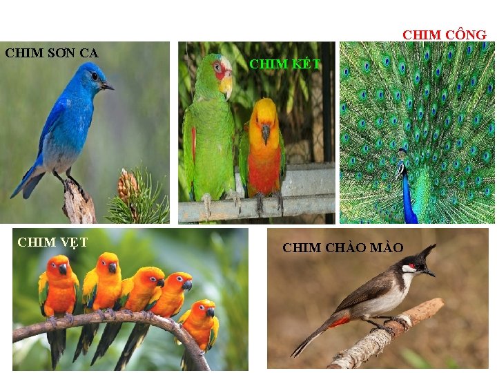 CHIM CÔNG CHIM SƠN CA CHIM VẸT CHIM KÉT CHIM CHÀO MÀO 22 