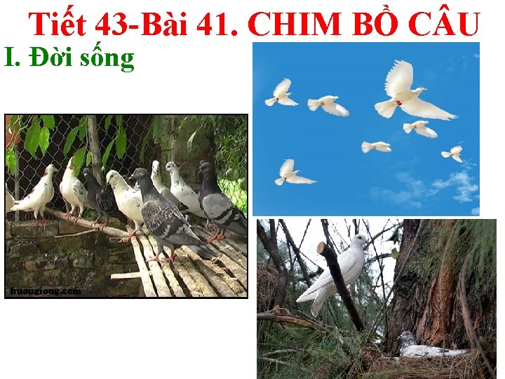 Tiết 43 -Bài 41. CHIM BỒ C U I. Đời sống 