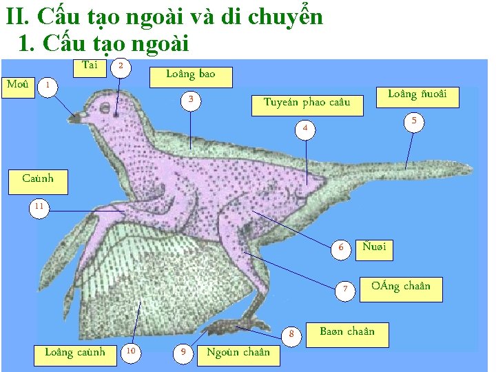II. Cấu tạo ngoài và di chuyển 1. Cấu tạo ngoài Moû 1 Tai