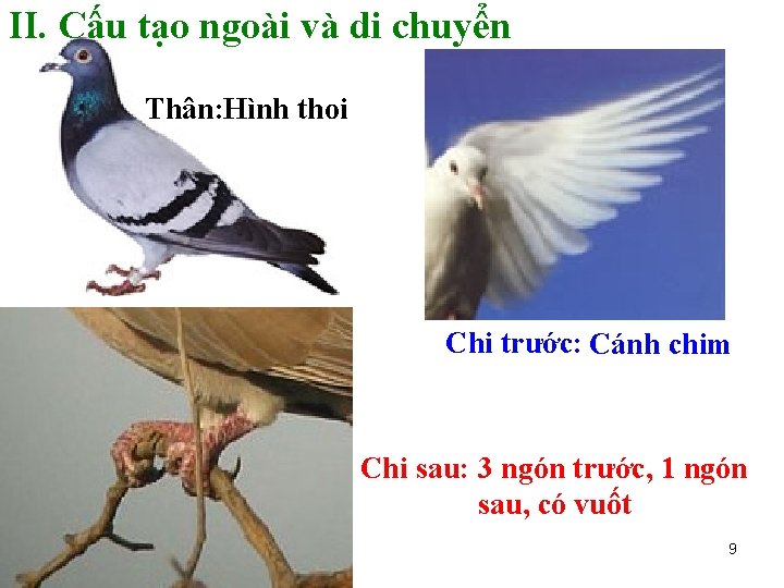 II. Cấu tạo ngoài và di chuyển Thân: Hình thoi Chi trước: Cánh chim