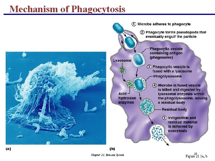 Mechanism of Phagocytosis Chapter 21, Immune System 10 Figure 21. 1 a, b 