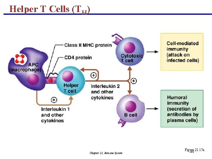 Helper T Cells (TH) Chapter 21, Immune System Figure 21. 17 a 101 