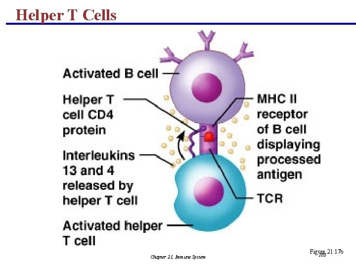 Helper T Cells Chapter 21, Immune System Figure 21. 17 b 103 