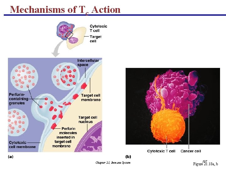 Mechanisms of Tc Action Chapter 21, Immune System 107 Figure 21. 18 a, b