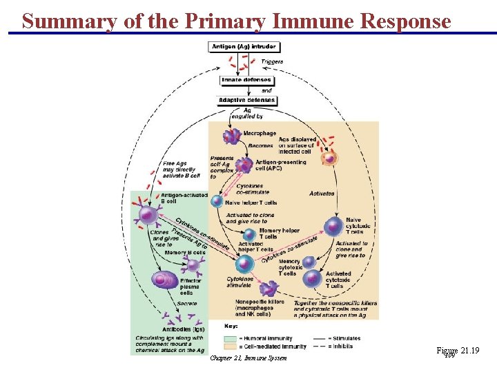 Summary of the Primary Immune Response Chapter 21, Immune System Figure 21. 19 109