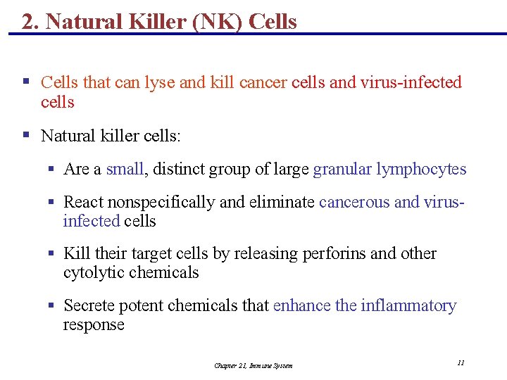 2. Natural Killer (NK) Cells § Cells that can lyse and kill cancer cells