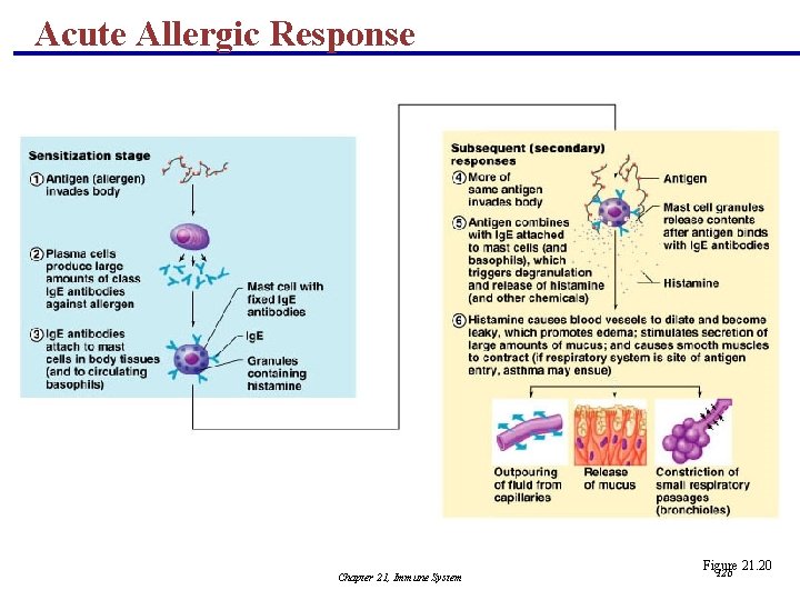 Acute Allergic Response Chapter 21, Immune System Figure 21. 20 126 