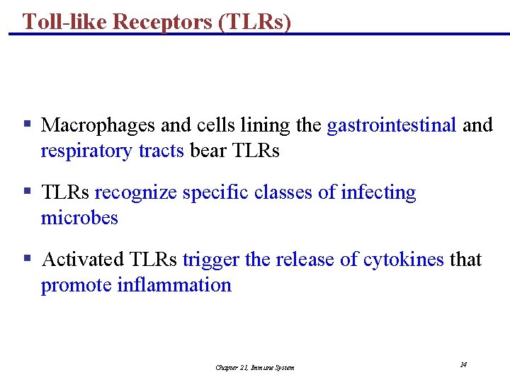 Toll-like Receptors (TLRs) § Macrophages and cells lining the gastrointestinal and respiratory tracts bear