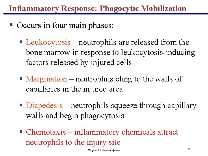 Inflammatory Response: Phagocytic Mobilization § Occurs in four main phases: § Leukocytosis – neutrophils