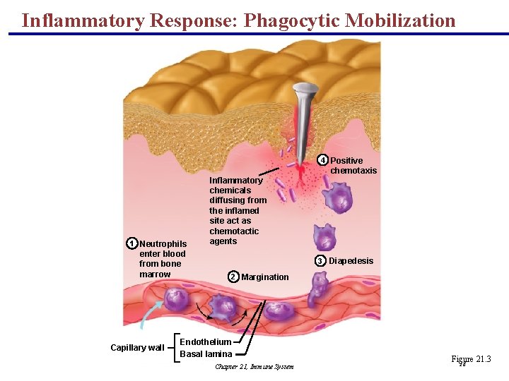 Inflammatory Response: Phagocytic Mobilization 4 Positive chemotaxis 1 Neutrophils enter blood from bone marrow